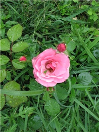18046a28-26.6.2010. 039.jpg